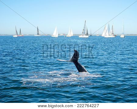 Humpback whale tail and sailing boat on background