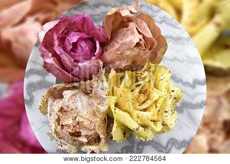 Raw chicory, variegated chicory and pink organic radicchio, organic production, variegated salad plants of Treviso chicory, is a typical nord Italian cultivar. Blurred background