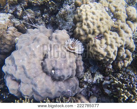 Feather duster worm on coral. Tropical sea bottom ecosystem. Coral reef animals. Exotic island lagoon snorkeling and diving. Tropical seashore underwater photo. Coral reef undersea landscape