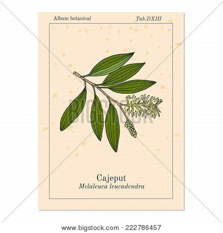 Cajeput Melaleuca leucadendron , or weeping paperbark, medicinal plant. Hand drawn botanical vector illustration