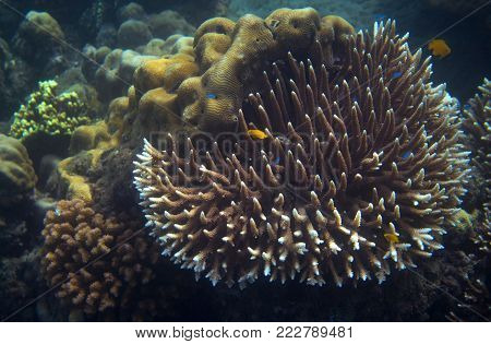 Yellow fish in tropical seashore underwater photo. Coral reef animal. Warm sea shore nature. Colorful sea fish and coral. Undersea view of marine life. Coral reef landscape. Shallow water snorkeling