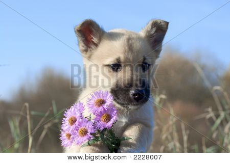 Hvalp hund Hold blomster i Forefoots