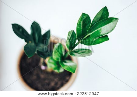 Zamioculcas zamiifolia, Orchidaceae, leaves on white background