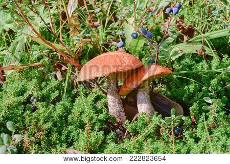 Mushrooms boletus on the background of blueberry and moss-berry (shiksha)