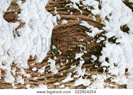 tree trunk in snow close-up in winter