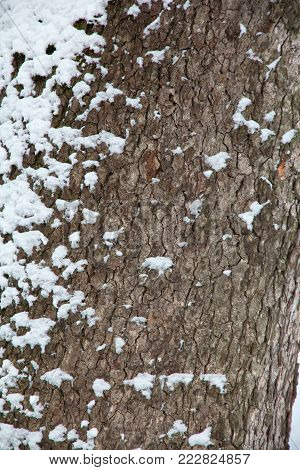 tree trunk in snow close-up in winter