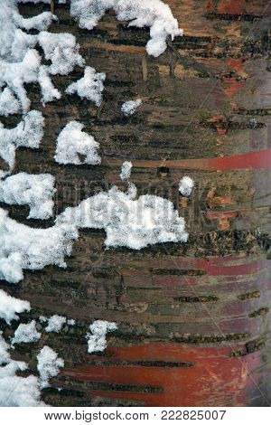 tree trunk in snow close-up in winter