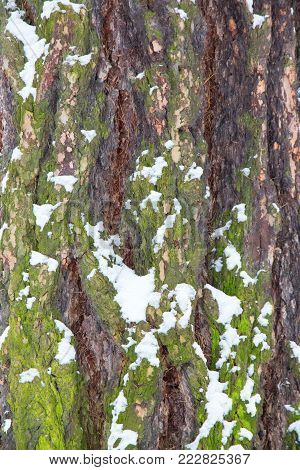 tree trunk in snow close-up in winter