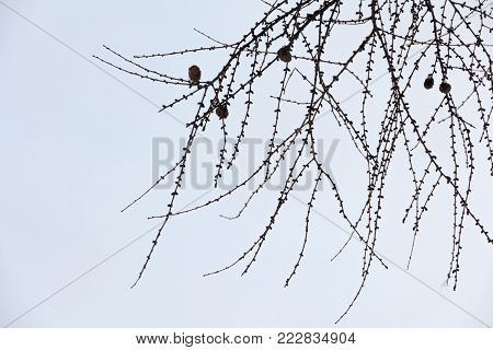 Branch of larch with pine cones without needles on a light background of the sky