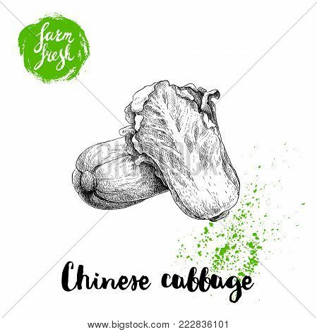 Hand drawn sketch style chinese cabbages composition poster. Vintage  veggie isolated on white background. Vector farm fresh illustration.