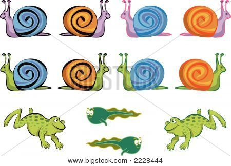 Frösche, Kaulquappen, Schnecken Cartoon (Vector)