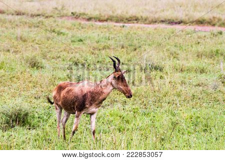 African Antelope - The Hartebeest (alcelaphus Buselaphus), Also Known As Kongoni In Serengeti Nation