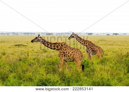 The Giraffe (giraffa), Genus Of African Even-toed Ungulate Mammals, The Tallest Living Terrestrial A