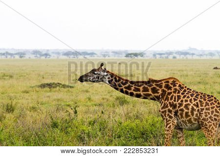 The Giraffe (giraffa), Genus Of African Even-toed Ungulate Mammals, The Tallest Living Terrestrial A