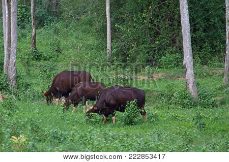 Gaur In The Nature Habitat In Thailand
