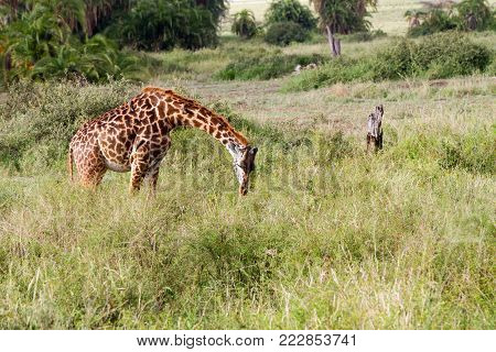 The Giraffe (giraffa), Genus Of African Even-toed Ungulate Mammals, The Tallest Living Terrestrial A
