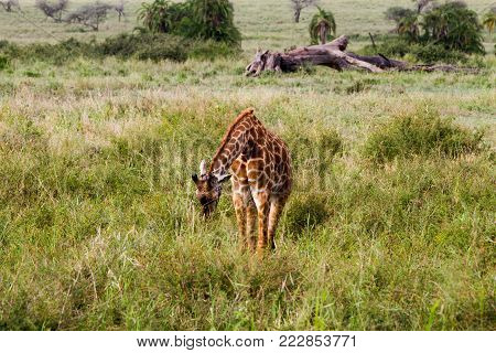 The Giraffe (giraffa), Genus Of African Even-toed Ungulate Mammals, The Tallest Living Terrestrial A