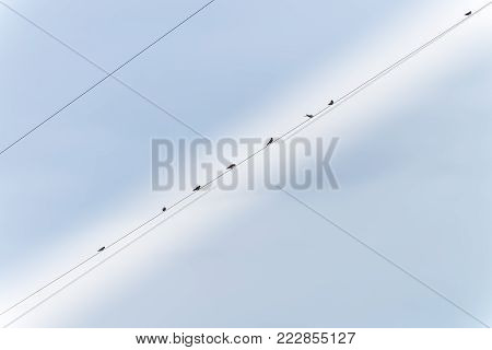 The Shiny Cowbird Parasitizing The Rufous Collared Sparrow