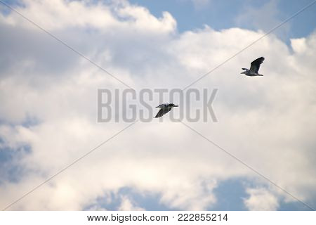 The Shiny Cowbird Parasitizing The Rufous Collared Sparrow
