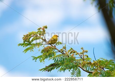 Close Up Of Wild Canary Passerine Bird Perched