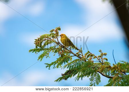 Close Up Of Wild Canary Passerine Bird Perched