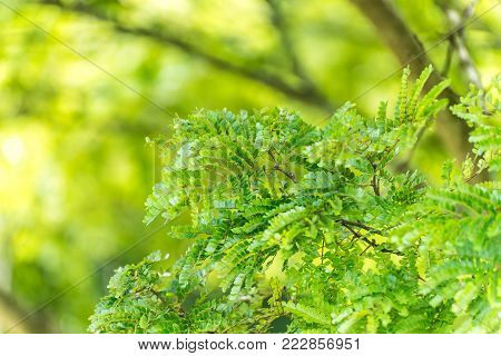 Close Up Of Wild Canary Passerine Bird Perched