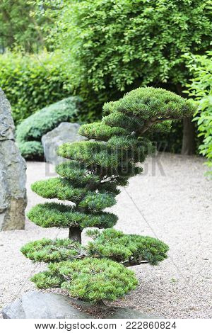 Japanese Garden in summer, exotic plants, Wroclaw, Poland. The Japanese Garden was founded in 1909-1913,  located within Szczytnicki Park