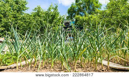 country landscape - green onion Scallion on garden bed on backyard of townhouse in summer day in Gerolstein city, Germany