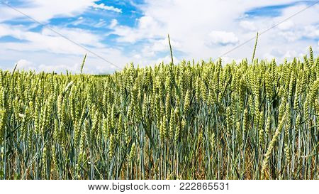 country landscape - green wheat ears on field in Picardy region of France in summer day