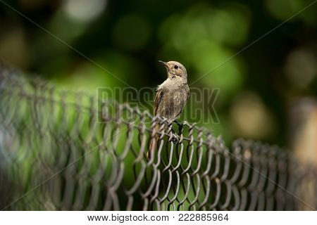 Phoenicurus ochruros. Little bird. Expanded throughout Europe and Asia. Free nature. Spring nature. From bird life. Photographed in the Czech Republic. Beautiful picture. Spring. Czech Republic. Europe. Color image. Young.