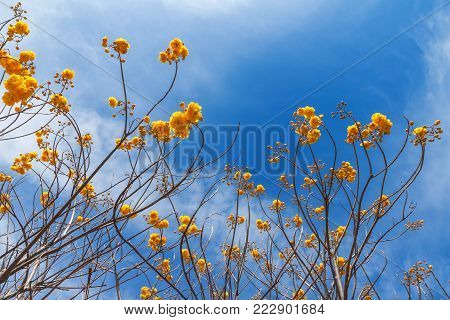 blossom of yellow flowers on blue sky background, Cochlospermum regium flowers or yellow cotton tree.