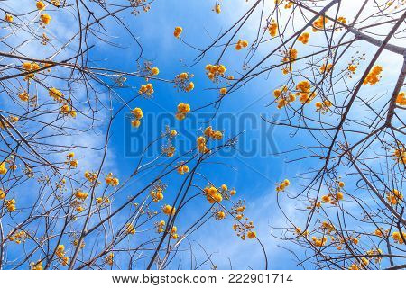 blossom of yellow flowers on blue sky background, Cochlospermum regium flowers or yellow cotton tree.