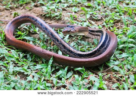 The Copper-headed Racer Snake fighting in the garden.