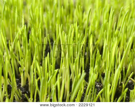 Mladá tráva