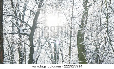 Winter Landscape With Trees Coverd By Snow, Winter Snow Storm In A Forest With Wind Blowing, Frozen 
