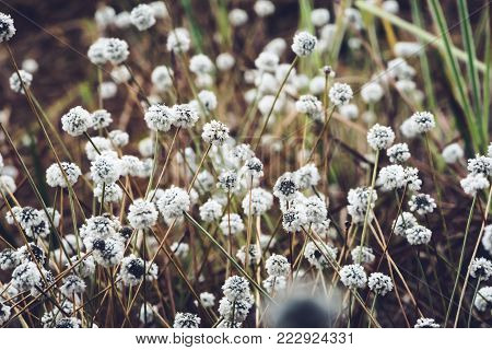 Natural background. Eriocaulon henryanum Ruhle on the grass in the forest.