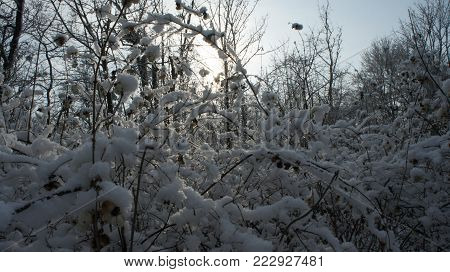 Winter Landscape With Trees Coverd By Snow, Winter Snow Storm In A Forest With Wind Blowing, Frozen 