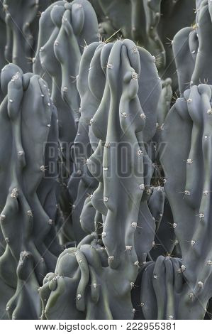 columnar succulent in blue green color with wrinkled appearance and spines cereus hildmannianus monstrosus