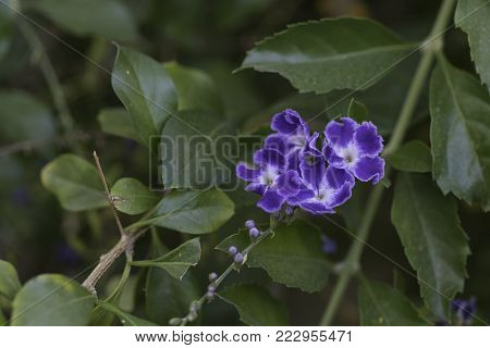 close up of purple flowers on a frogfruit bush phyla nodiflora