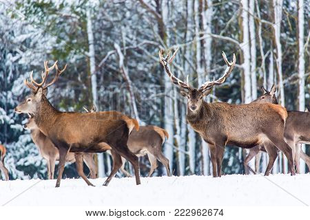 Winter wildlife landscape with noble deers Cervus Elaphus. Many deers in winter. Deer with large Horns with snow on the foreground and looking at camera. Natural habitat