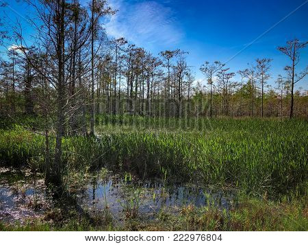 Loxahatchee Slough Natural Area Palm Beach Gardens, Florida. Swamp Landscapes And Wetland Fauna.