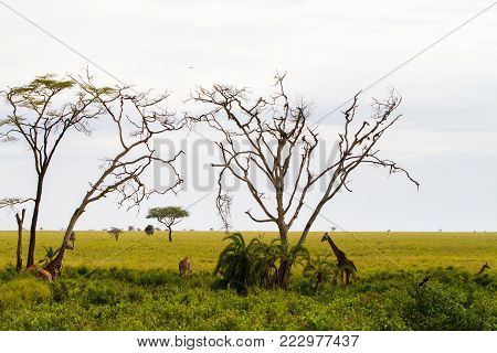 The Giraffe (giraffa), Genus Of African Even-toed Ungulate Mammals, The Tallest Living Terrestrial A