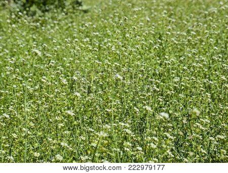 Plant a shepherd's bag. Capsella bursa-pastoris. Glade with a shepherd's bag