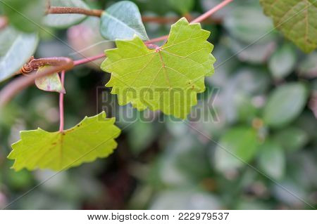 Heart Shaped  Jagged Leaf On A Vine In Selective Focus