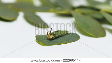 Isolated Caterpillar To Chrysali Of Great Eggfly Butterfly ( Hypolimnas Bolina Linnaeus ) On White W