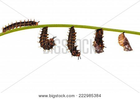 Mature Chrysalis Of Great Eggfly Butterfly ( Hypolimnas Bolina Linnaeus ) Hanging On Twig