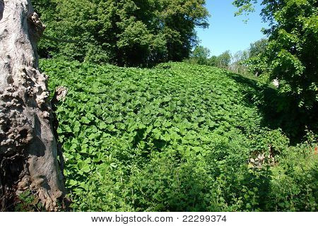 卷曲的码头鲁梅克斯犹 Sorre