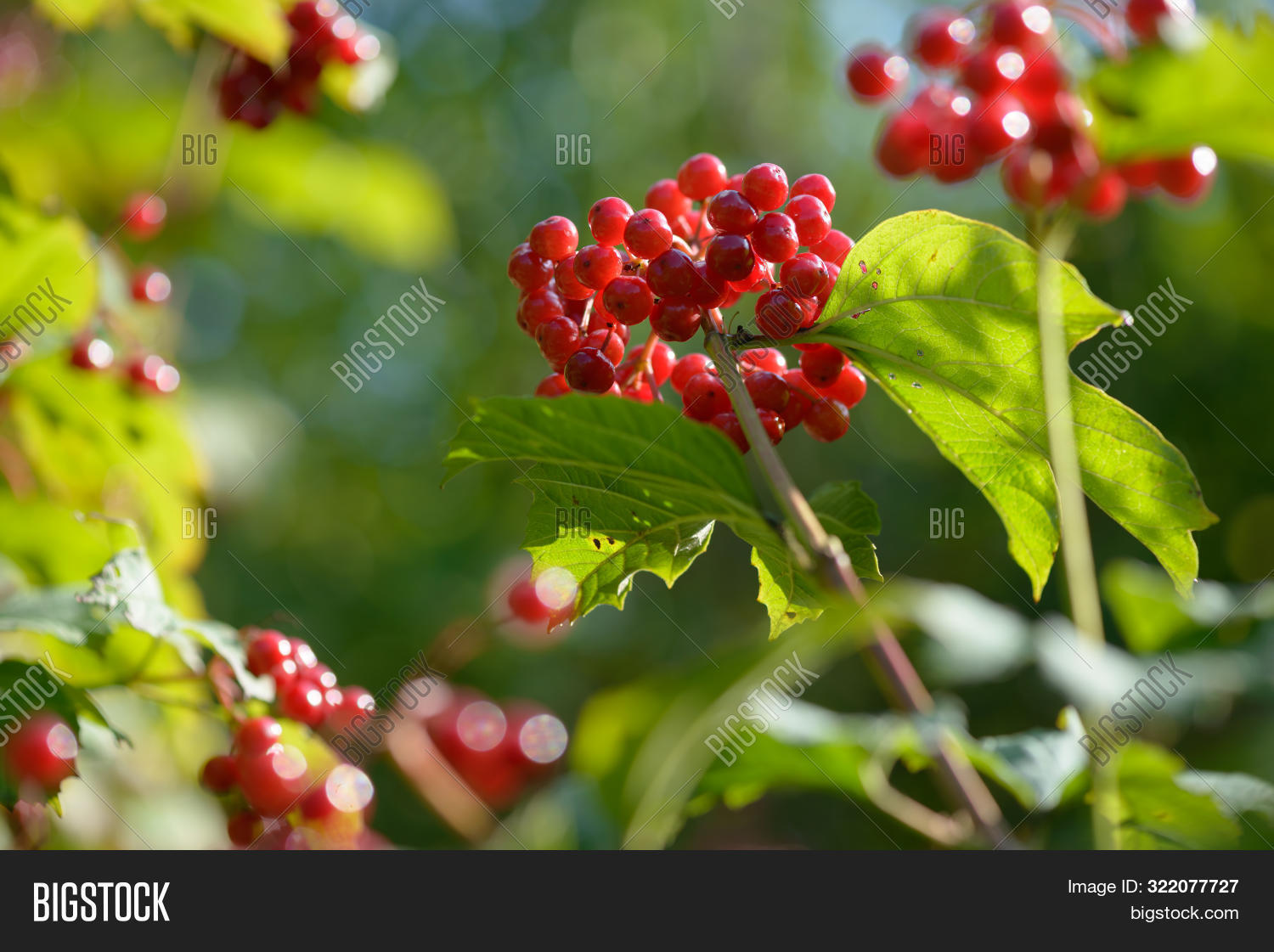 Red Ripe Berries Image Photo Free Trial Bigstock