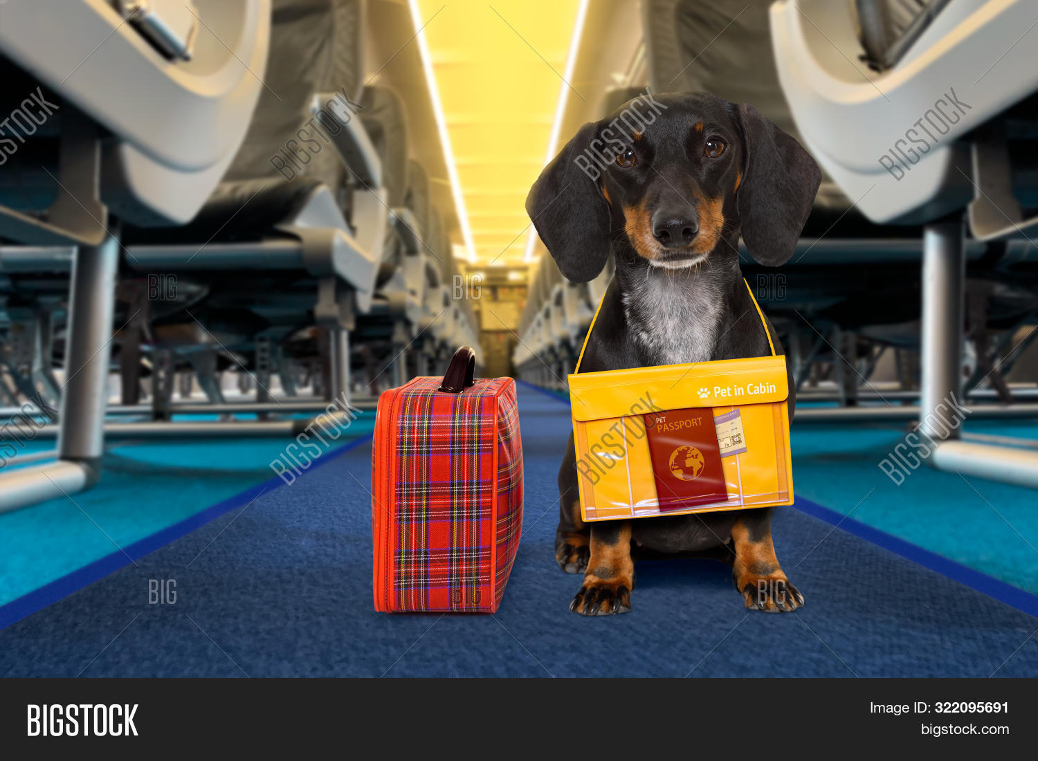 Dog Pet Cabin Airplane Image & Photo (Free Trial) Bigstock