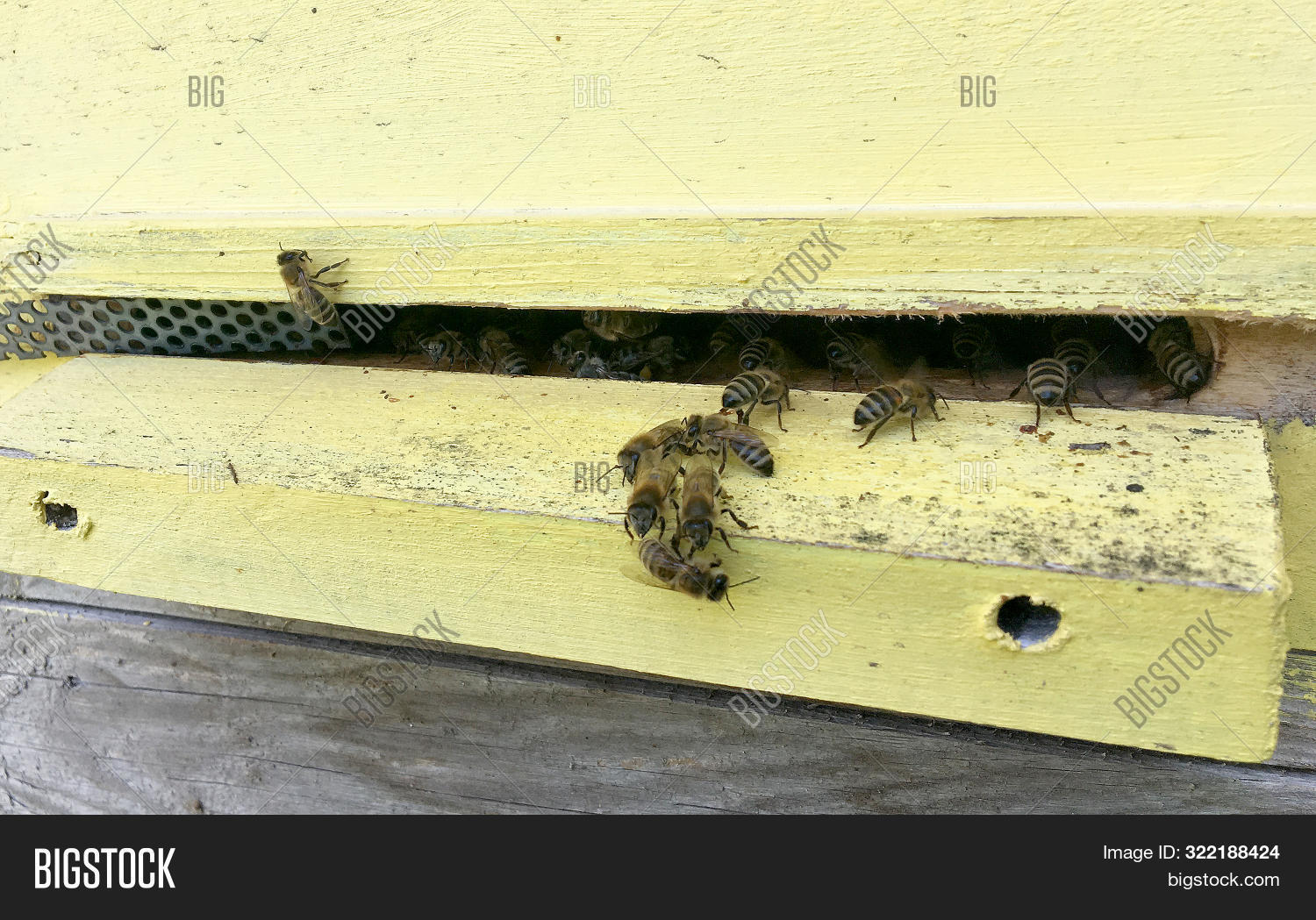 Winged Bee Slowly Image & Photo (Free Trial) Bigstock